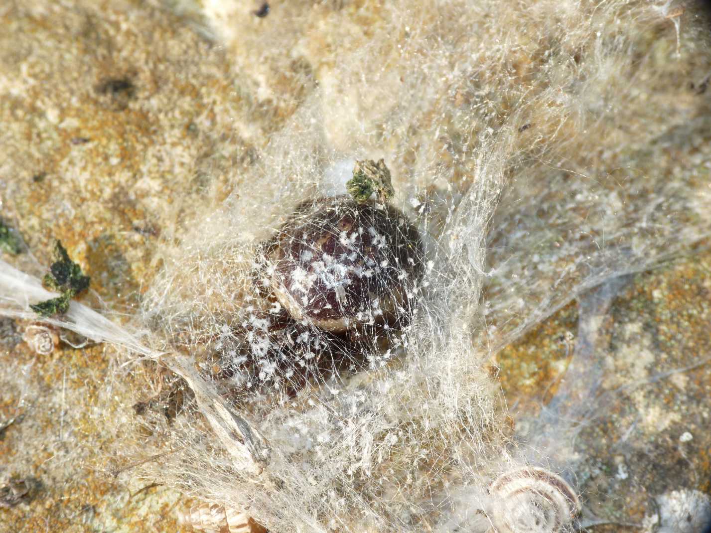 I fiocchetti bianchi della Steatoda nobilis